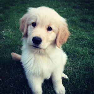 Meet your Posher, Billy